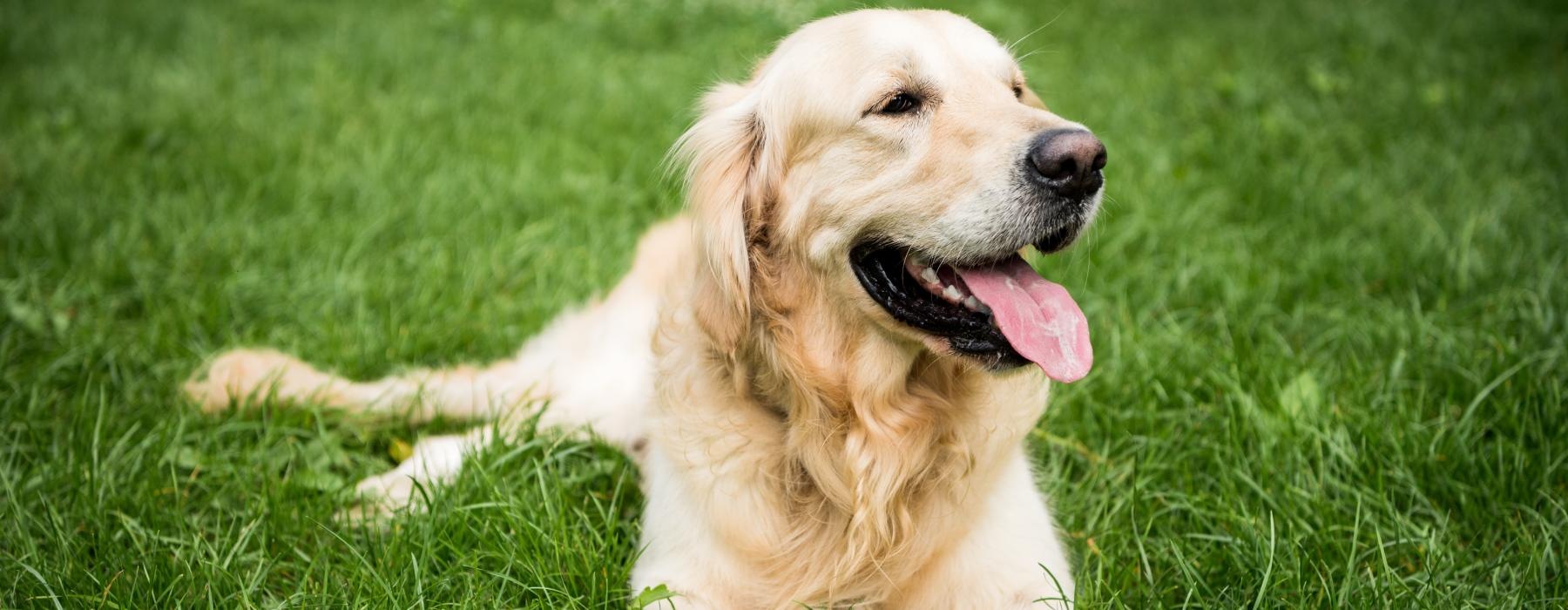 a dog lying in the grass with a ball